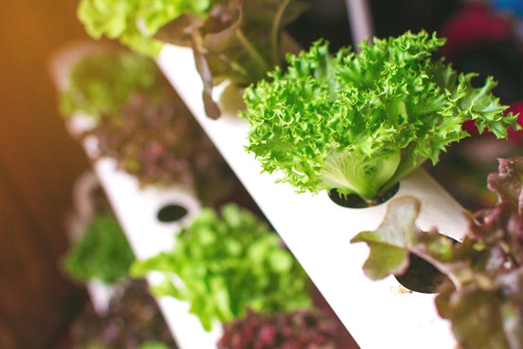 close up of green and brown lettuce leaves growing in white shelving units as part of hydroponic vertical farm system