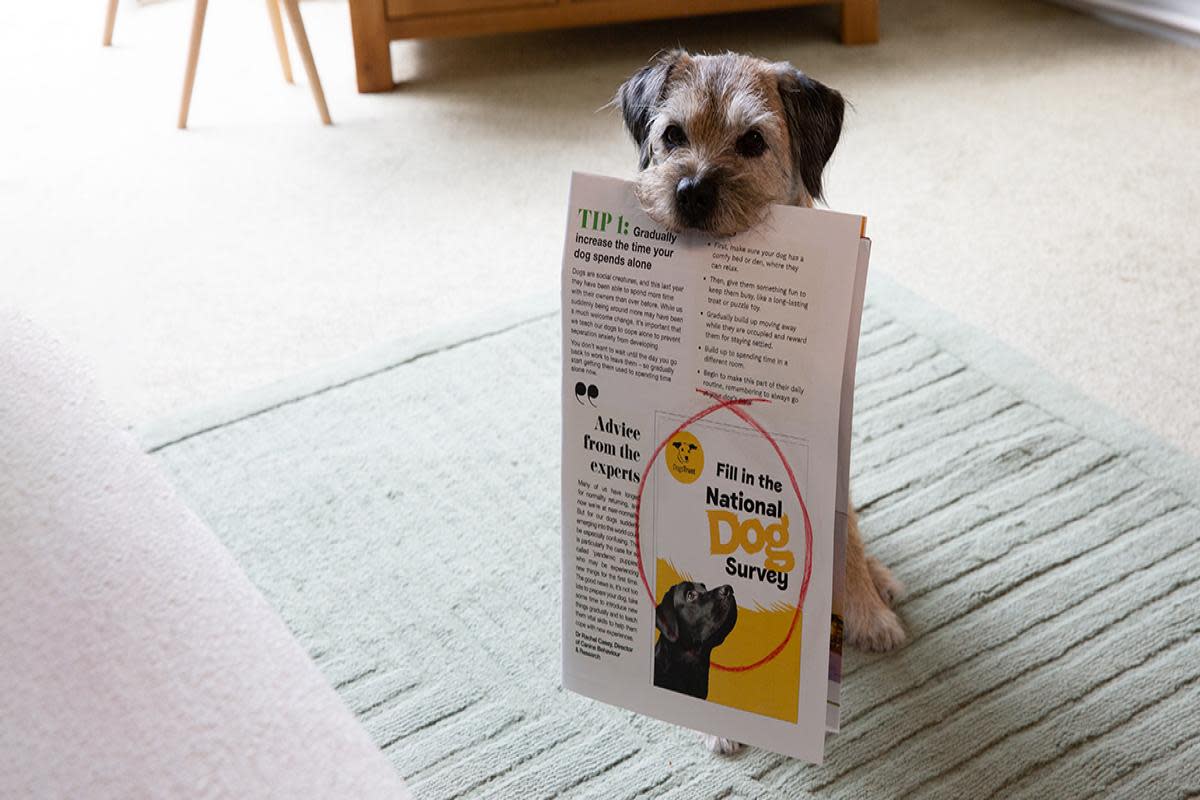 Dog owners are being asked  their opinions of life with their four-legged friends <i>(Image: Dogs Trust)</i>