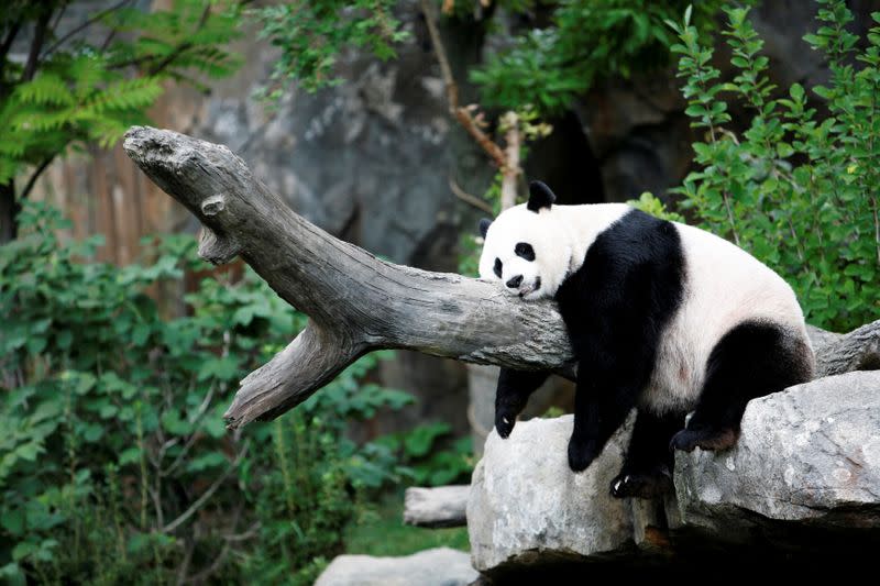 FILE PHOTO: Giant Panda Mei Xiang enjoying her afternoon nap at the National Zoo in Washington