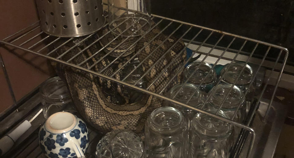 A photo of the large carpet python curled up under a dish rack near the glasses.