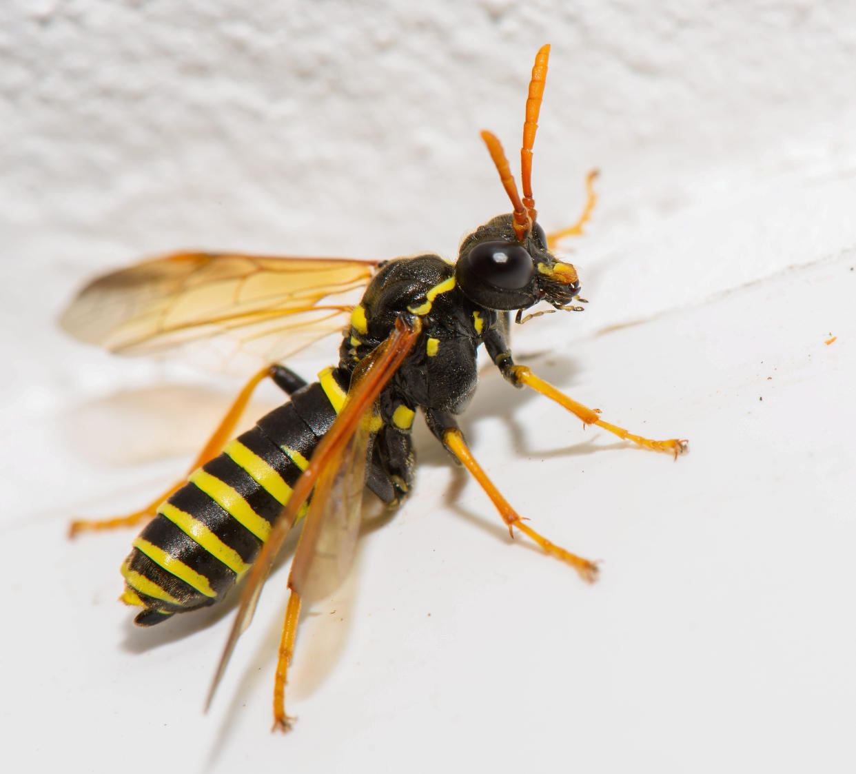 Stock picture of a wasp.  Police have blasted a cowardly 999 caller who wanted brave boys in blue to rush round because her house had been invaded - by a WASP.  See  SWNS story SWMDwasp.  Nottinghamshire Police issued a fresh plea for the public not to misuse the emergency number with trivial calls which delay the force dealing with urgent matters after their time was wasted by the pointless 'home invasion' call.  The unnamed caller, from Nottingham, told the specially-trained emergency operator that "a wasp is in my house and I dont know how to get it outside.  The force said it receives thousands of calls each month - and while the majority are genuine emergencies, there are still a number of spurious and misplaced calls.