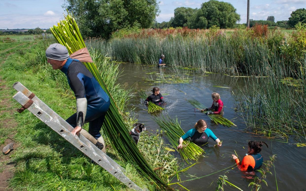 Annual summer rush harvest for basketry on the River Isle in Somerset