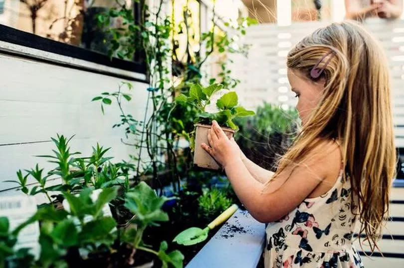 Little girl is planting in garden in front of a house.