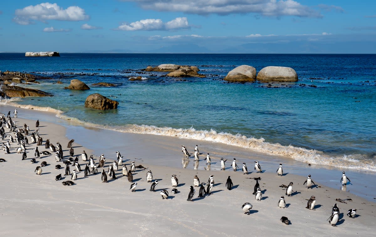 Boulders Beach is home to a famous penguin colony (Getty Images/iStockphoto)