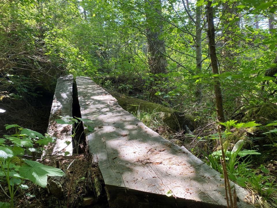 The broken footbridge nearly a half-mile into the Saddle Mountain trail.