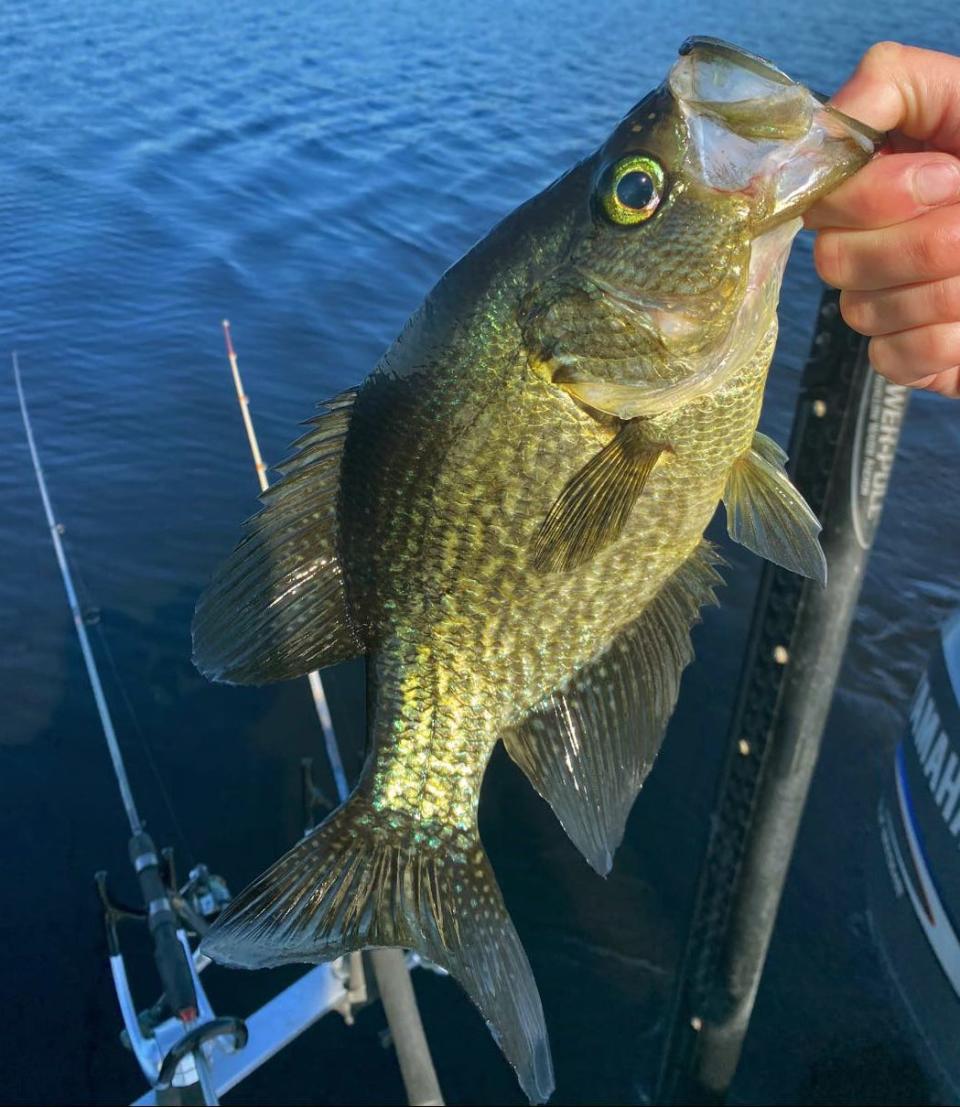 Cooling water temps have really picked up the speckled perch bite. Steady numbers and good-size fish are being reported from many lakes around the area.