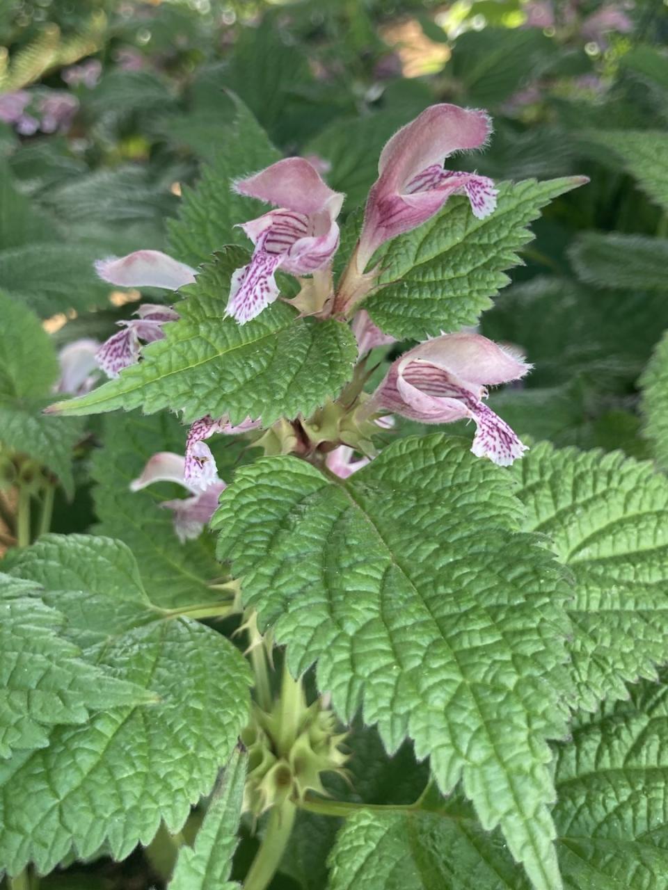 7) Lamium