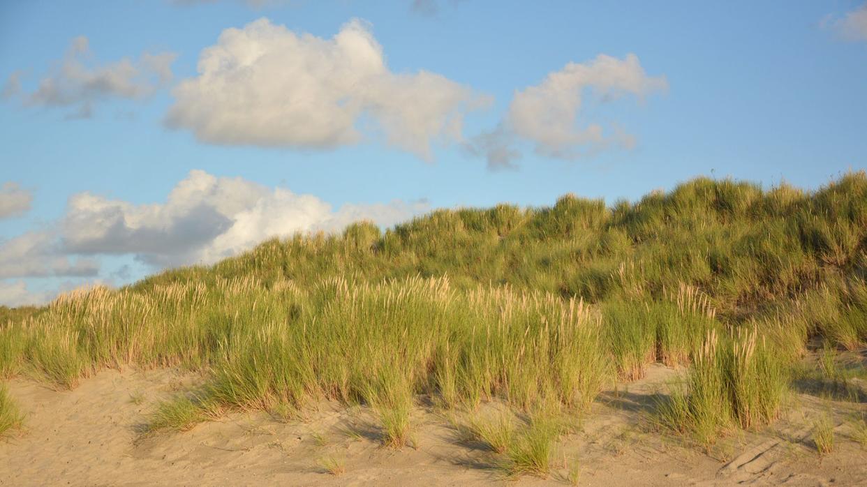 Beautiful sand dunes on the North Sea coast in Renessa, Zeeland, Holland