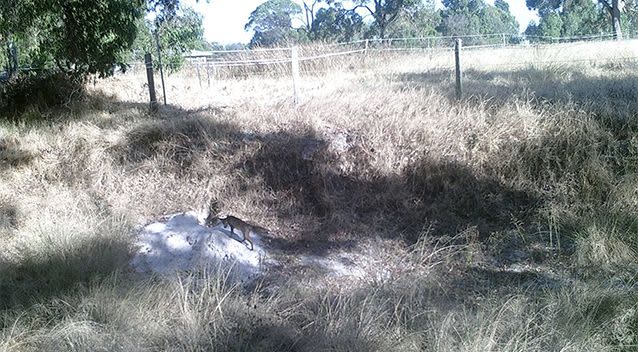 Another image from the property shows a fox entering its den, leading some to believe the mystery creature could be a fox with mange. Photo: Facebook