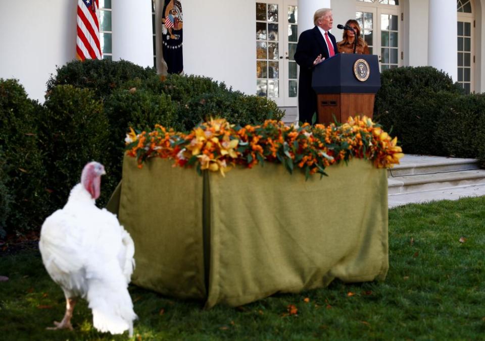 One of the turkeys walks in the Rose Garden while Donald Trump speaks with Melania by his side.