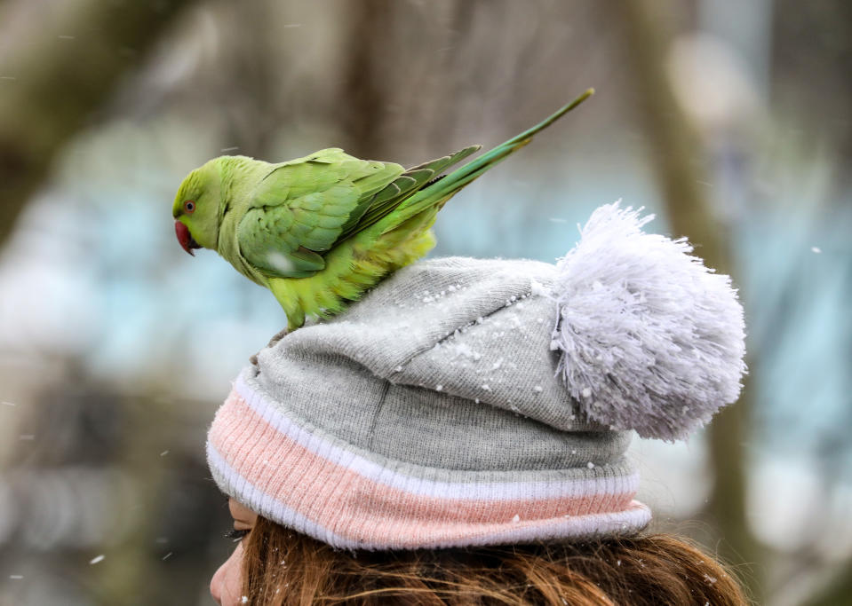 A parakeets lands on a woman's head at St James' Park. London has been experiencing snow as the Storm Darcy hits the city. (Photo by Brett Cove / SOPA Images/Sipa USA)