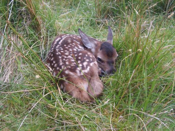 A red deer calf on the Isle of Rum, Scotland (J Pemberton/University of Edinburgh)