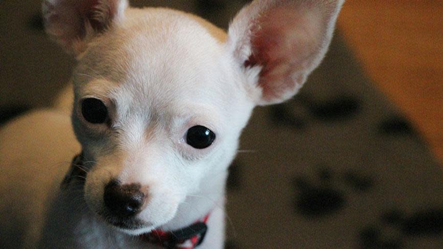 Five of the best small dog breeds for apartment living