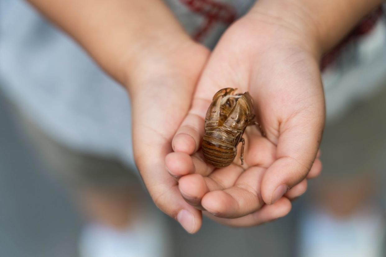 Child Holding Cicada Slough