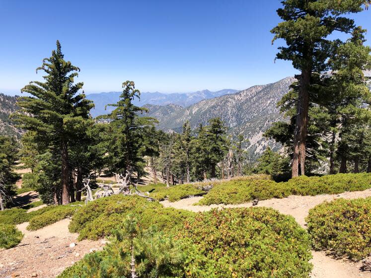 Mt.Baldy, CA., May 12, 2020: The trail to Timber Mtn in the Mt Baldy area is one of the trails that will reopen Saturday, May 16, 2020. (Mary Forgione/Los Angeles Times).