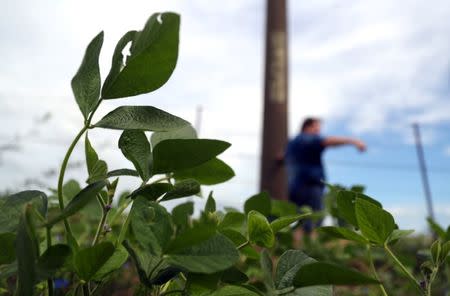 A soy plant is seen as farmer Mario Giustocio stands in a field that was affected by recent floods near Norberto de la Riestra, Argentina, January 8, 2019. Picture taken January 8, 2019. REUTERS/Marcos Brindicci