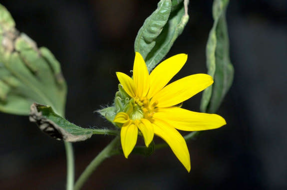 NASA astronaut Don Pettit's sunflower blooms on the International Space Station as part of his personal biology experiment in 2012.