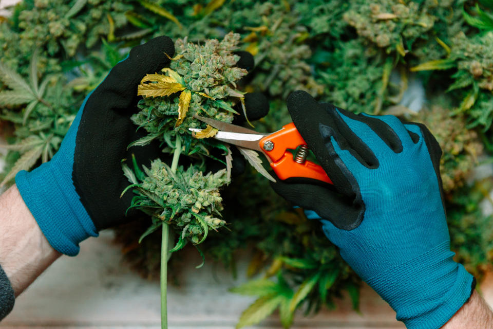 Hands trimming a marijuana flower.