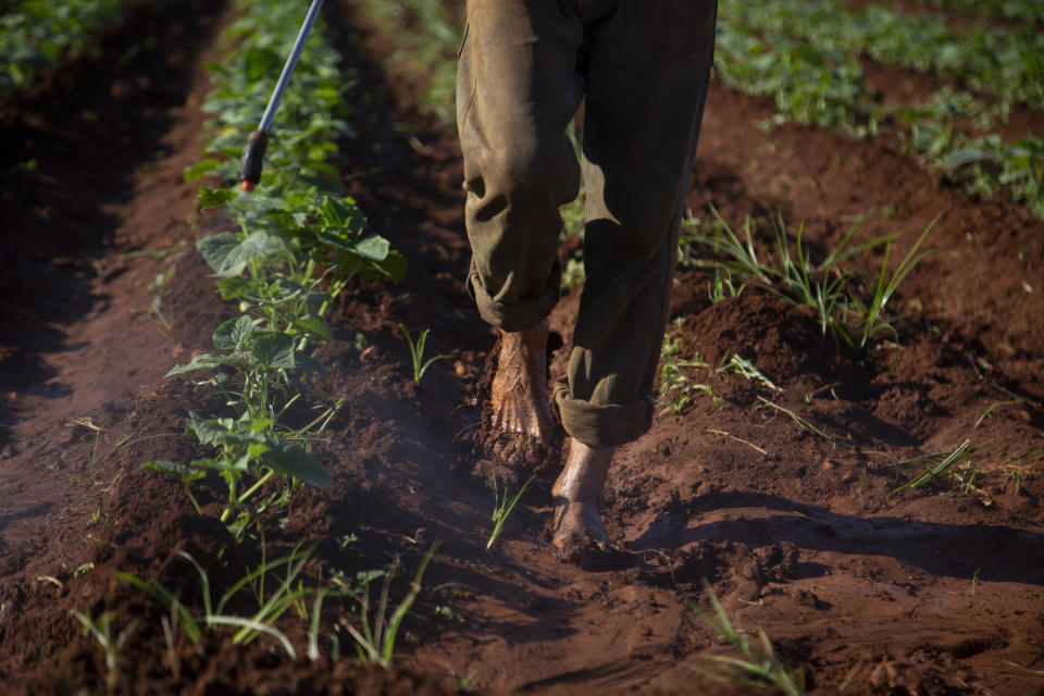 A man applies chemical products to crops to eliminate pests in Batabano, Cuba, Tuesday, Oct. 25, 2022. Cuba is suffering from longer droughts, warmer waters, more intense storms, and higher sea levels because of climate change. The rainy season, already an obstacle to Cuban agricultural production, has gotten longer and wetter. (AP Photo/Ismael Francisco)