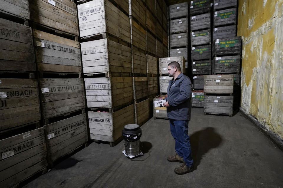 BelleHarvest facilities and storage manager Mike Mazie, describes, Tuesday, Oct. 4, 2022 in Belding, Mich., how the process of "putting the apples to sleep" to slow ripening is a "bit of a maze" that involves adjusting the temperature, oxygen and CO2 levels of storage rooms and often using treatments that inhibit release of a natural hormone in apples and other produce known as ethylene. BelleHarvest is the second largest packing and storage facility for apples in the state of Michigan. (AP Photo/Carlos Osorio)