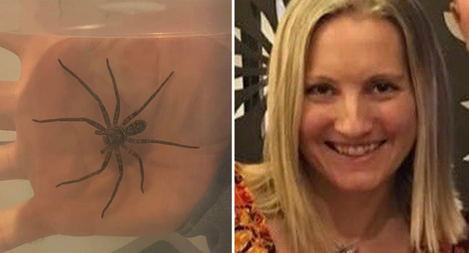 A photo of the huntsman spider in the container, with someone putting their hand on the outside of the container to show how big the spider is. A photo of Krista Manning.