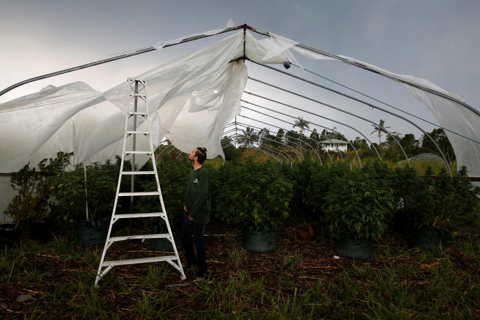 <p>With a plume of volcanic emissions, or laze (a term combining lava and haze) rising above him, Josh Doran, 22, repairs one of his family’s greenhouses on the outskirts of Pahoa during ongoing eruptions of the Kilauea Volcano in Hawaii, June 7, 2018. (Photo: Terray Sylvester/Reuters) </p>