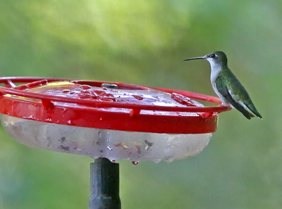 A hummingbird sits on a bird feeder by the Eagle Creek Ornithology Center, at Eagle Creek Park, Wednesday, Sept. 18, 2019.