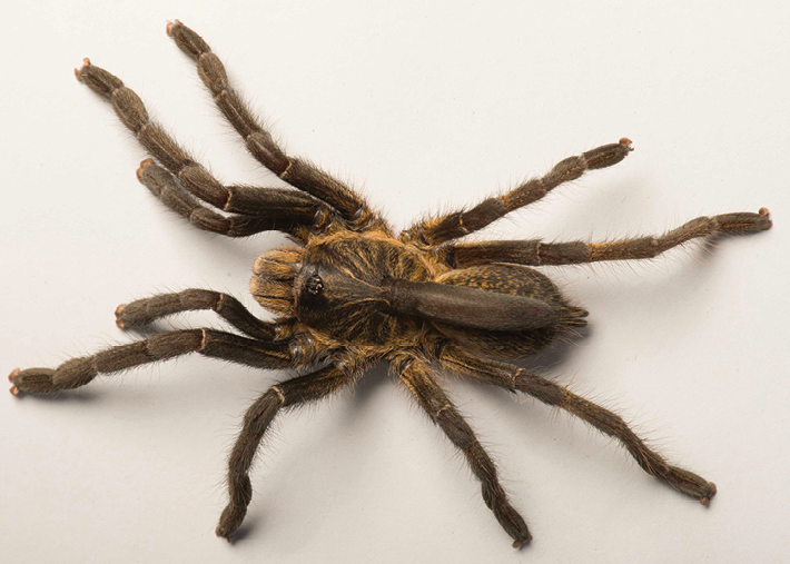 Angola tarantula with horn on back discovered by scientists