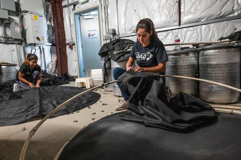 Fernanda Aldaco, left, an employee at the UC Davis Fish Conservation and Culture Laboratory, and Stephany Aguayo, a UC Davis student, rebuild protective covers in July for fish tanks that hold the endangered Delta smelt.