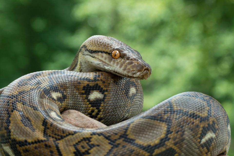 Die Python soll den örtlichen Behörden zufolge einen "Bizeps wie Mike Tyson" haben. - Copyright: Mark Kostich/iStock/Getty Images