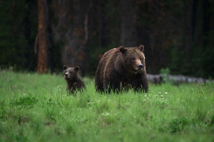 Grizzly 399 and her coy in the rain at Grand Teton National Park.