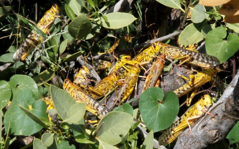 Desert locusts are seen within a grazing land in Lemasulani village, Samburu County