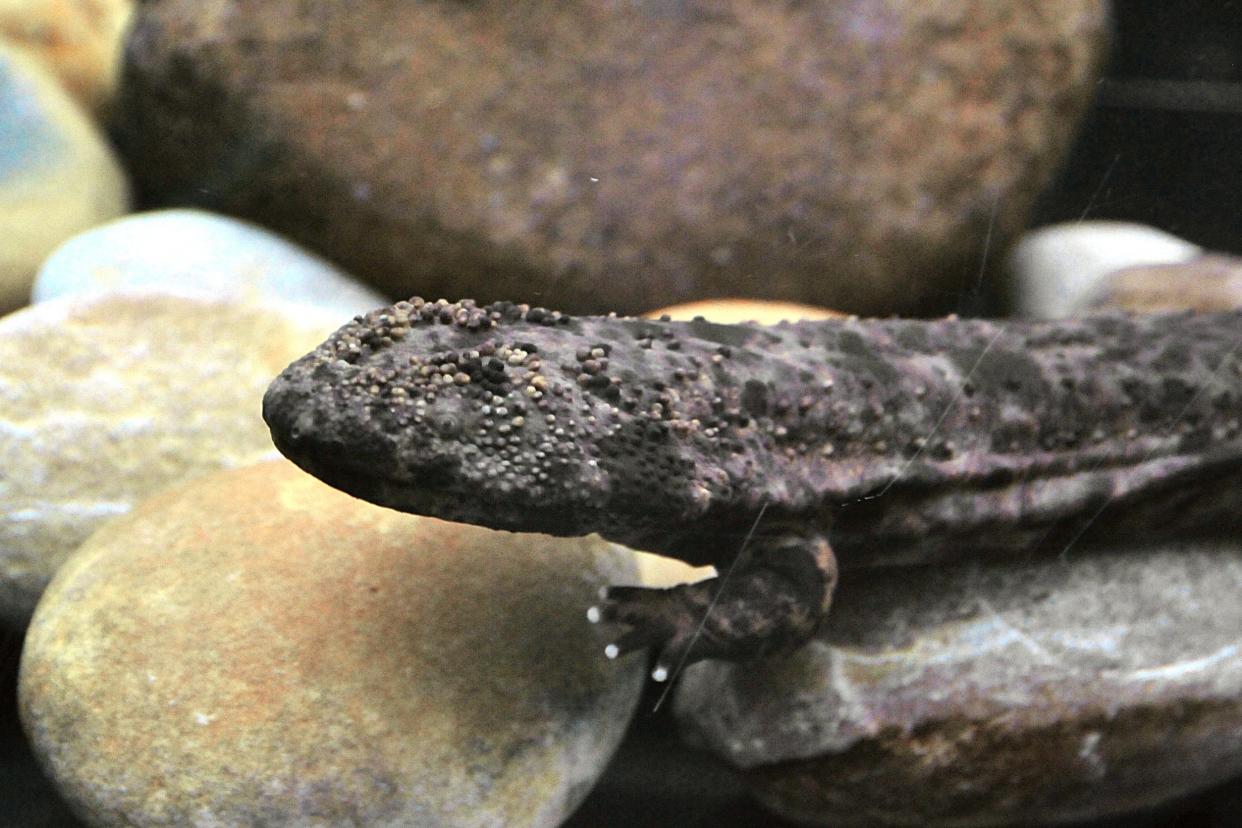 Chinese giant salamanders are harvested from the wild to stock farms: AFP/Getty Images