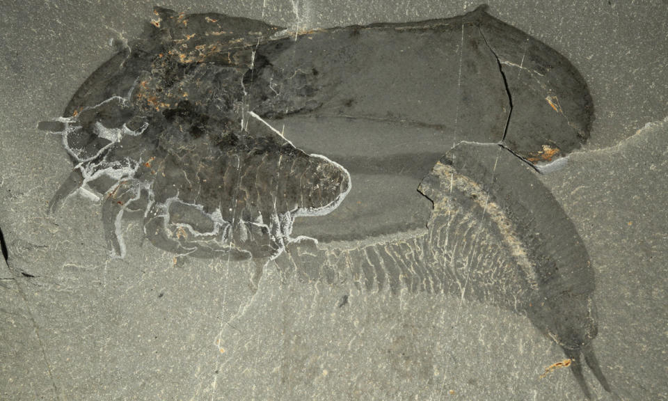 508-Million-Year-Old Sea Monster Had 50 Legs and Giant Claws