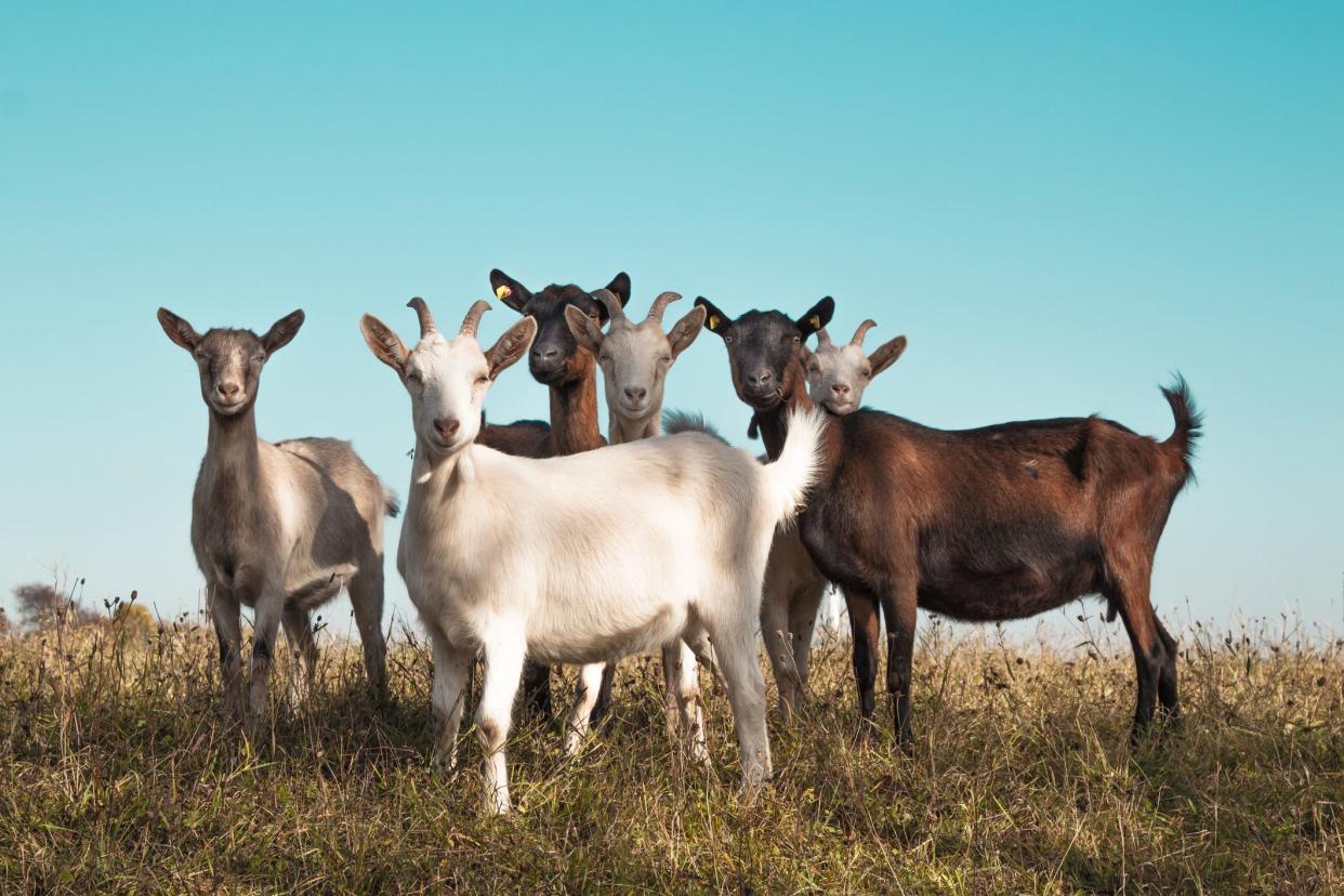 The Italian island of Alicudi has become so overrun, wild goats outnumber human residents one to six.