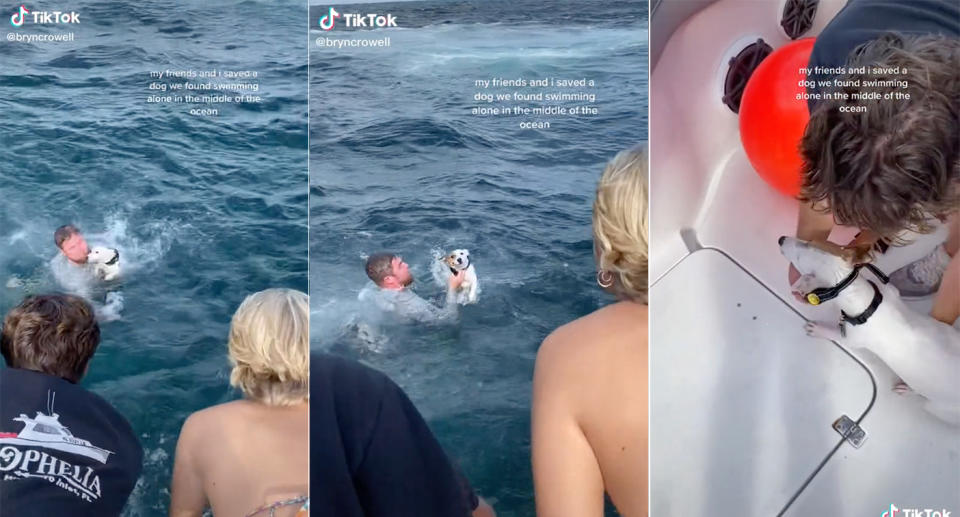 The friends rescued the dog after they spotted it swimming in the ocean. Source: TikTok