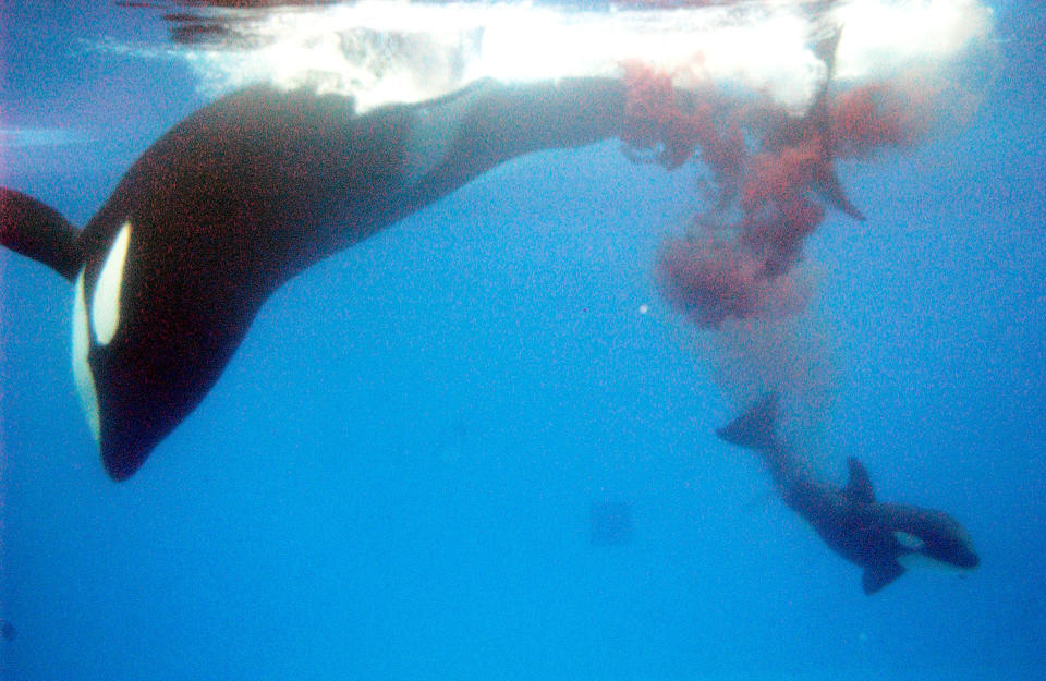 Kasatka, left, moments after giving birth to a calf in 2004. (Photo: SeaWorld via Getty Images)