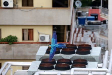 A macaw flies over buildings in Caracas