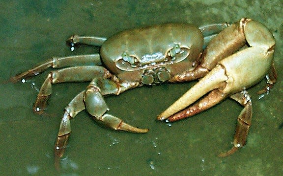 While they share the same name as traditional blue crabs, blue land crabs are landlubbers who spend very little time in the water.