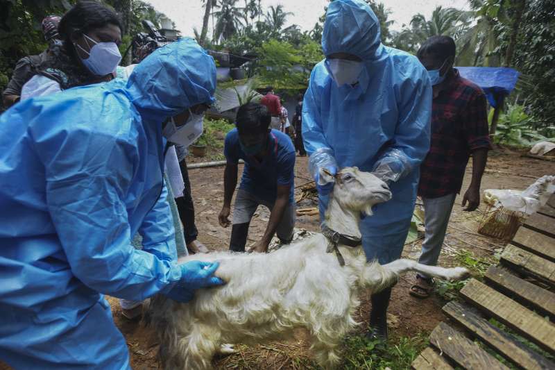 印度傳出一名12歲男童死於立百病毒（Nipah virus）後，世界各國都高度關注當地疫情發展。圖為公衛人員在當地牧場採集山羊血液。（美聯社）