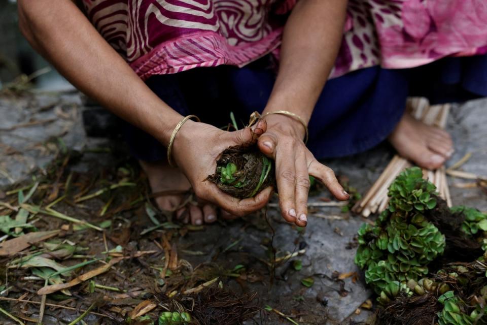 Murshida making water lettuce seedling balls at her home (Reuters)