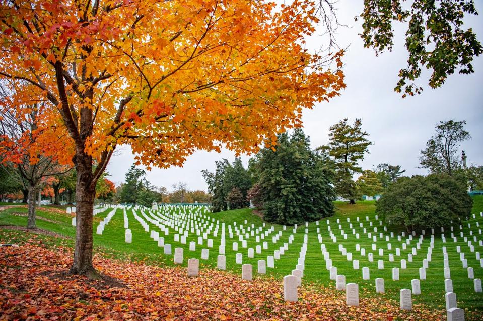 Orange fall foliage on sugar maples in Arlington National Cemetery