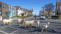 A herd of goats walk the quiet streets in Llandudno, north Wales, Tuesday March 31, 2020. A group of goats have been spotted walking around the deserted streets of the seaside town during the nationwide lockdown due to the coronavirus. (Pete Byrne/PA via AP)