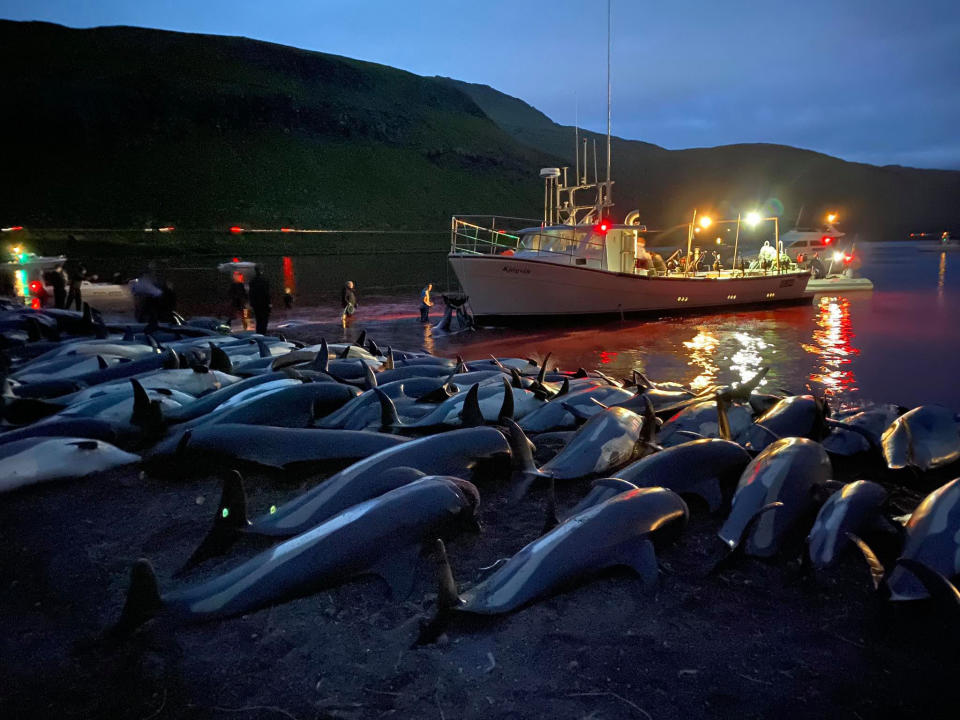 In this image released by Sea Shepherd Conservation Society the carcasses of dead white-sided dolphins lay on a beach after being pulled from the blood-stained water on the island of Eysturoy which is part of the Faeroe Islands Sunday Sept. 12, 2021. The dolphins were part of a slaughter of 1,428 white-sided dolphins that is part of a four-century-old traditional drive of sea mammals into shallow water where they are killed for their meat and blubber. The hunt in the North Atlantic islands is not commercial and is authorized, but environmental activists claim it is cruel. (Sea Shepherd via AP)