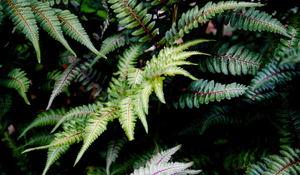 This Sept. 22, 2007 photo shows painted Japanese ferns growing near a home in New Market, Va. Their blue-green fronds with contrasting deep red ribs complement the monochromatic palette of a restive all-green garden. (Dean Fosdick via AP)