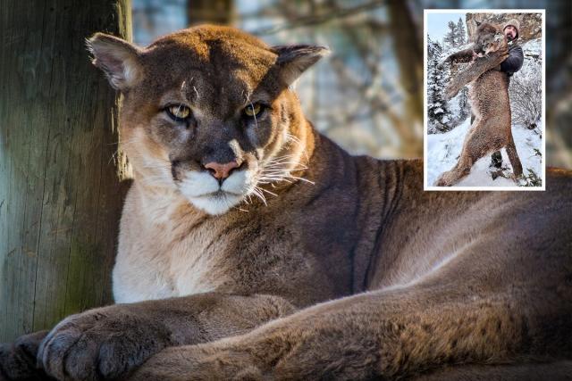 Mountain lions are elusive, looking for food, and more likely to attack if  you're moving. What's a cyclist to do?