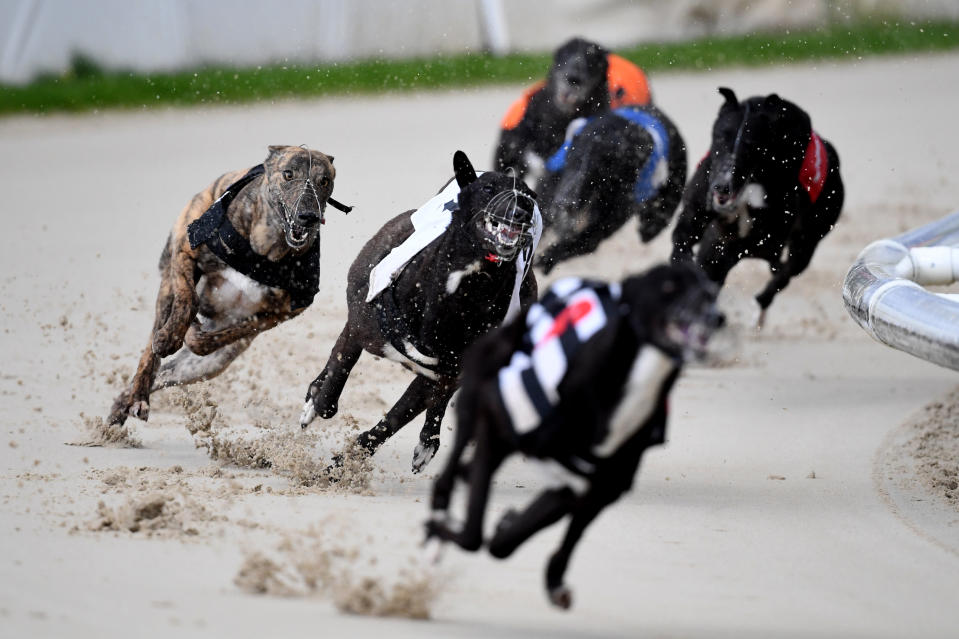 <p>Action from the 16:28 race at Coral Romford Greyhound Stadium, Romford. Picture date: Monday May 17, 2021. Fans return to sporting events following the further easing of lockdown restrictions in England. (Photo by Kirsty O'Connor/PA Images via Getty Images)</p>
