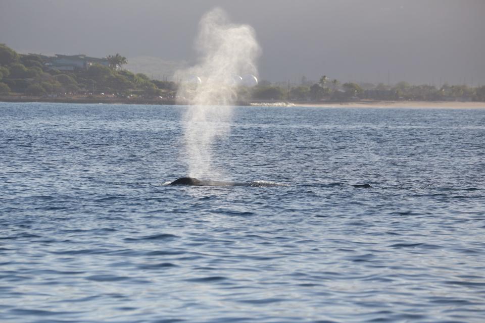 The second whale by the boat exhales a large plume of water vapor as it breathes.