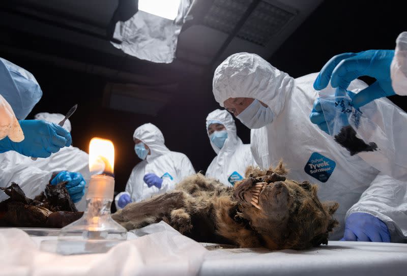 Scientists perform autopsy on prehistoric wolf found in permafrost, in Yakutsk