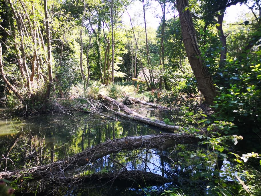 Ponds created by beavers among the trees at Holnicote.